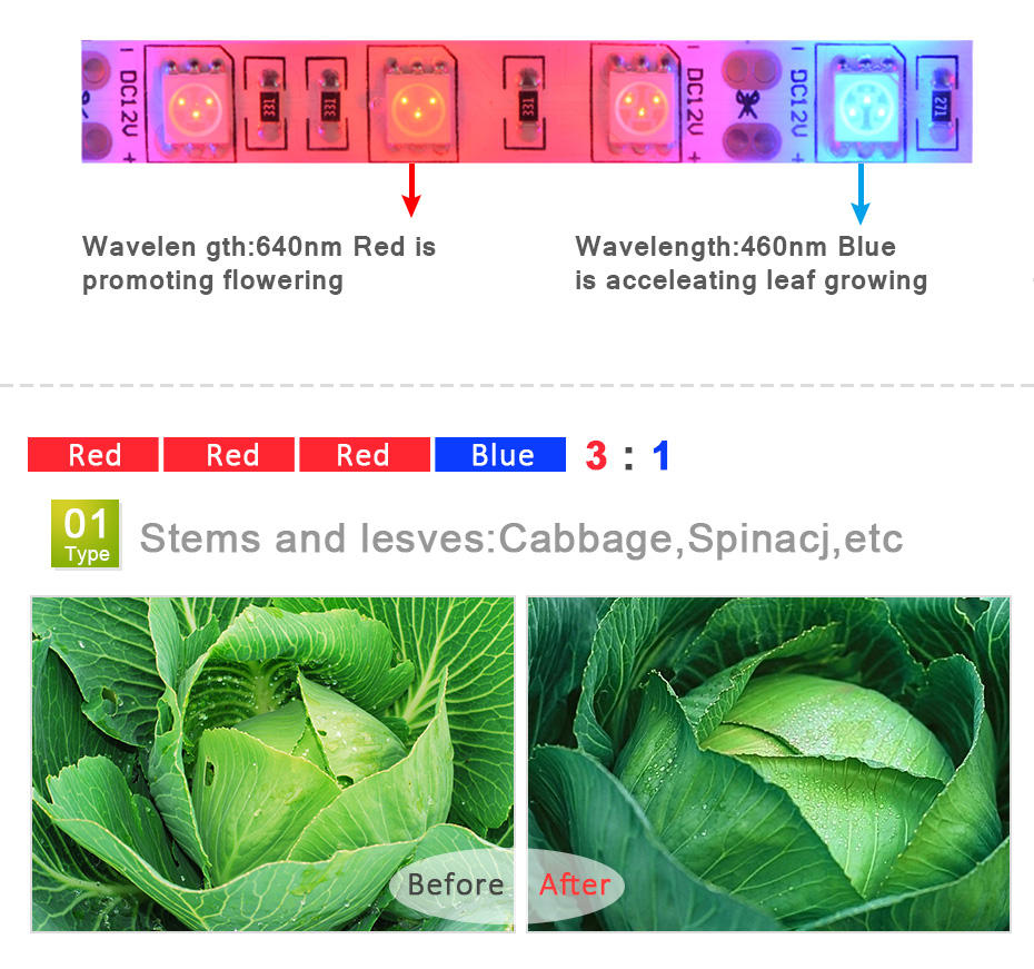 1M 2M 3M 4M 5M LED Grow Light  - Aquarium Plant Echinodorus ulasan dan harga