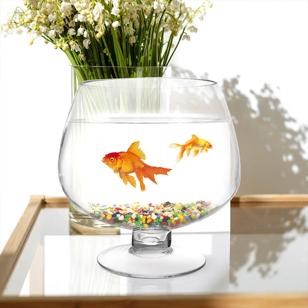 Glass Fish Bowl Vase Small Cle - Planted Aquarium Angelfish ulasan dan harga