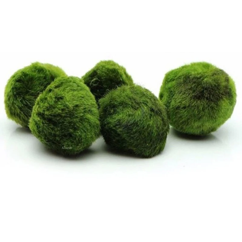 1Pcs 3-4cm Moss Balls Live Aqu - Aquarium Plant Echinodorus ulasan dan harga