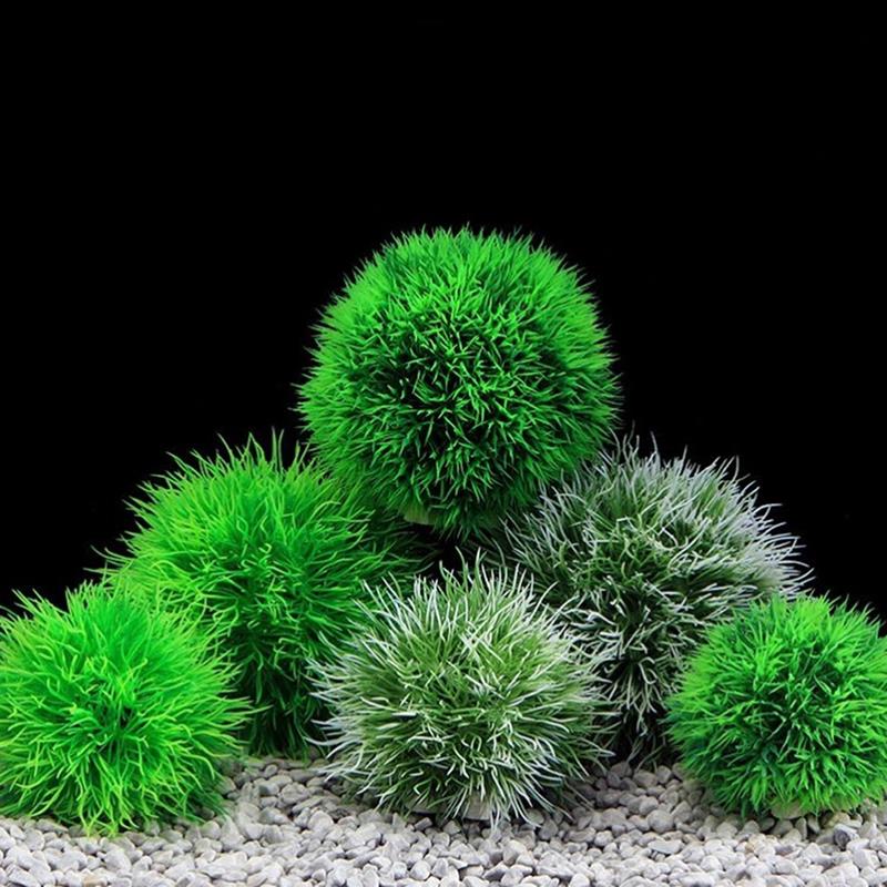 Marimo Moss Balls Live Aquariu - Aquarium Plant Echinodorus ulasan dan harga