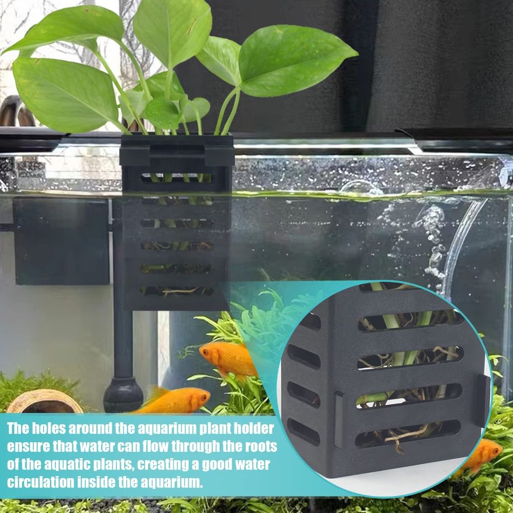 Water Plant Landscape Aquarium - Emersed Plants Aquarium ulasan dan harga