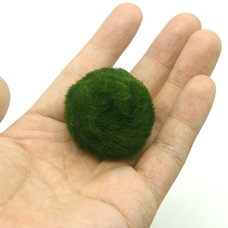 Live Marimo Moss Balls 3-4cm,  - Aquarium Plant Echinodorus ulasan dan harga