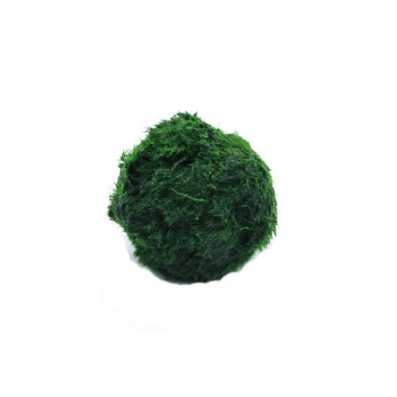 Live Marimo Moss Balls 3-4cm,  - Aquarium Plant Echinodorus ulasan dan harga