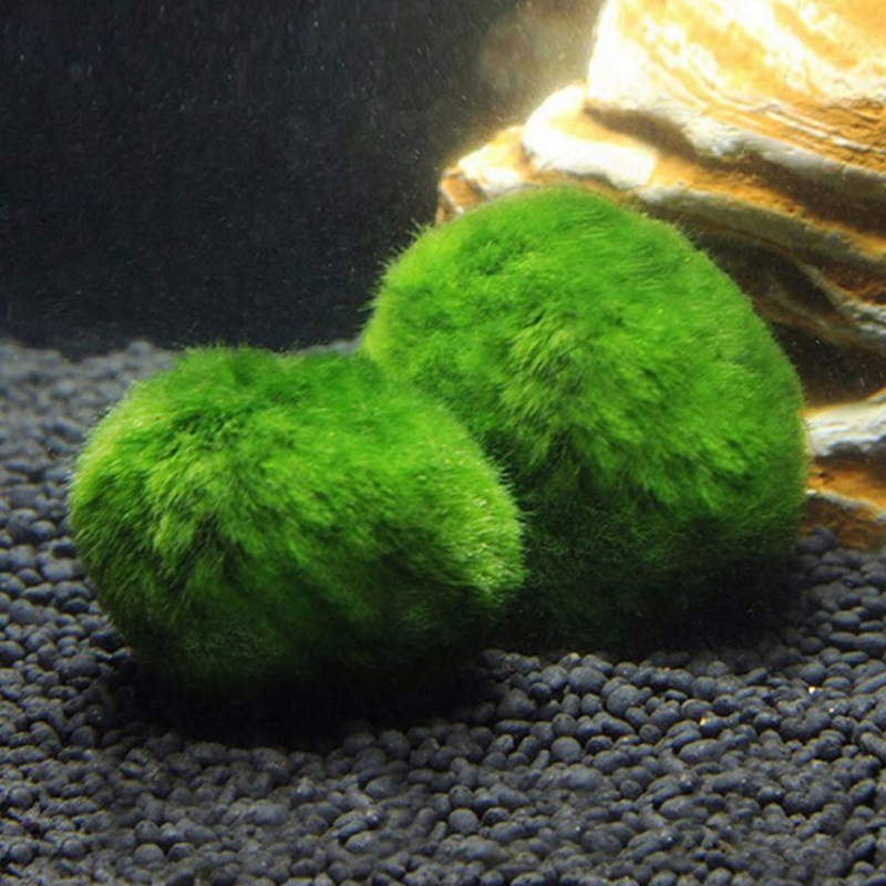 Live Marimo Moss Balls 3-4cm,  - Aquarium Plant Echinodorus ulasan dan harga