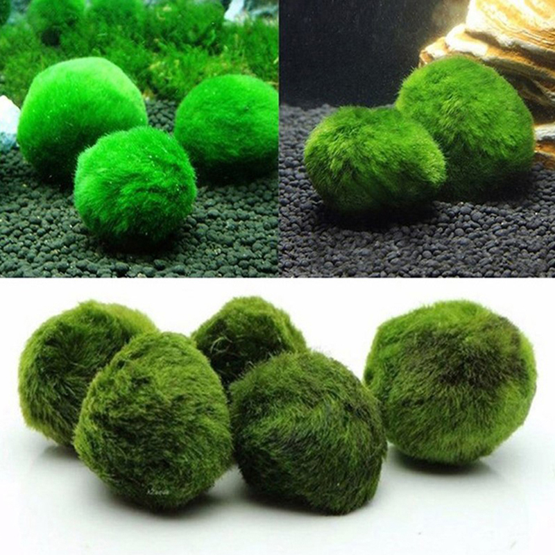 Marimo Moss Balls Live Aquariu - Aquarium Plant Echinodorus ulasan dan harga