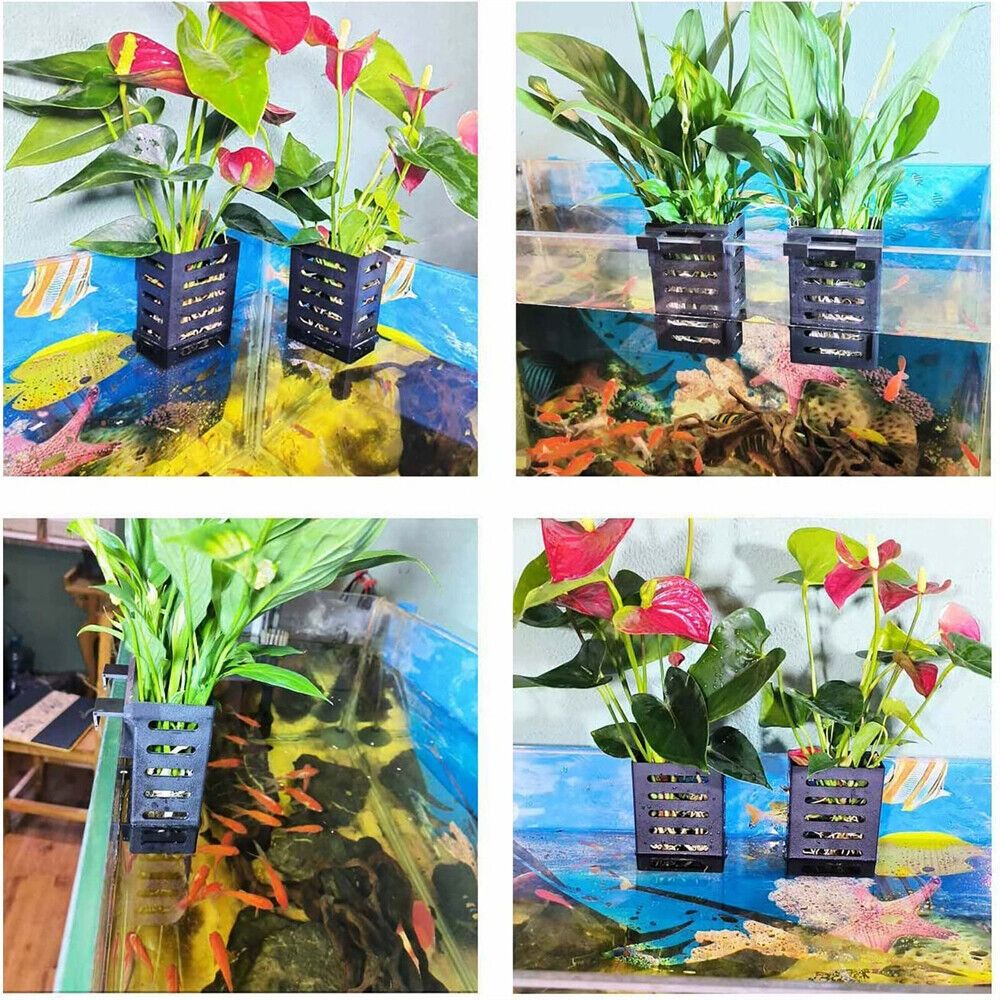 Water Plant Landscape Aquarium - Emersed Plants Aquarium ulasan dan harga