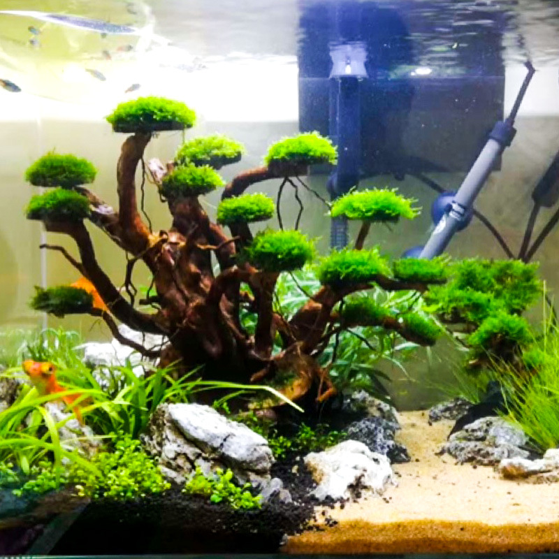 Aquarium Landscaping Moss Tree - Aquarium Plant Nursery ulasan dan harga