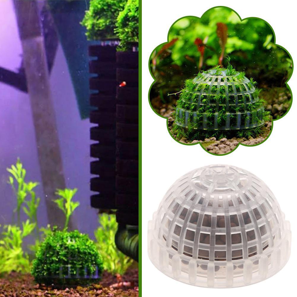 1pc Aquatic Pet Supplies Decor - Aquarium Plant Echinodorus ulasan dan harga