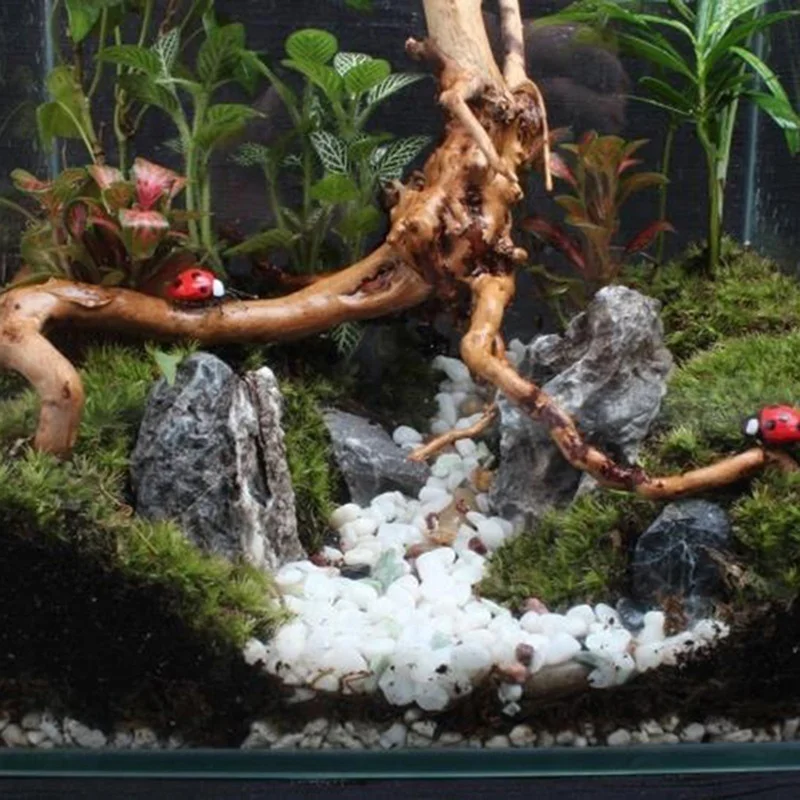 Natural Tree Trunk Driftwood A - Planted Aquarium Making ulasan dan harga