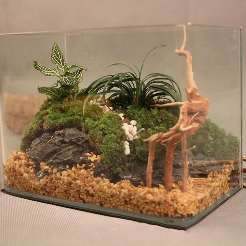 Natural Tree Trunk Driftwood A - Planted Aquarium Making ulasan dan harga