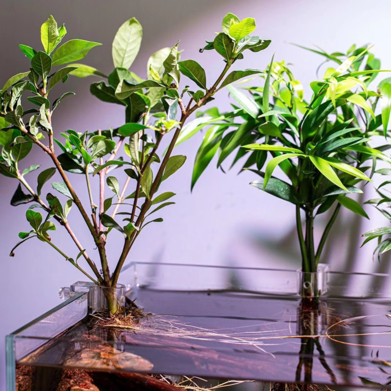 Hot Sale 6pcs Clear Aquarium P - Planted Aquarium For Sale ulasan dan harga